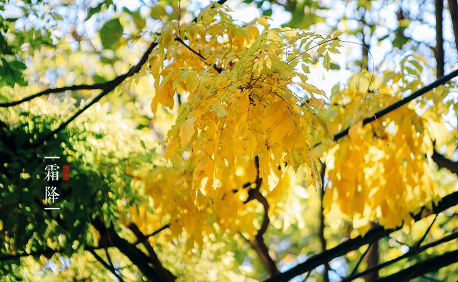 20180319152144338915702313.jpg 18霜降.jpg